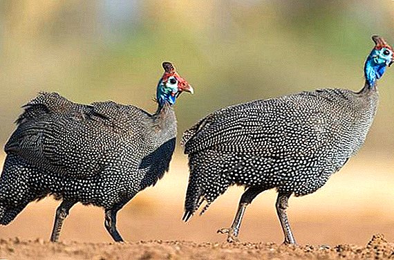 Kinatibuk-ang feed alang sa mga guinea fowls sa balay