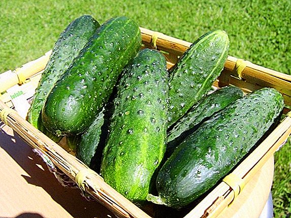 Ikore nla lori aaye kekere kan: orisirisi cucumbers Taganay