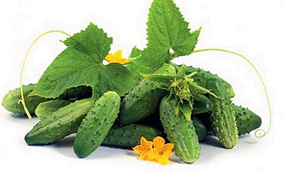 Cucumbers Gherkin: variétas pangalusna
