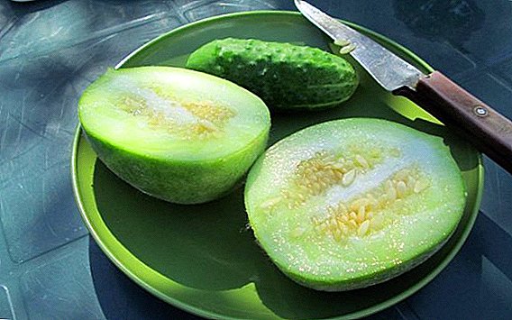 Ogurdynia: nta ntawm zuj zus ib hybrid ntawm dib thiab melon