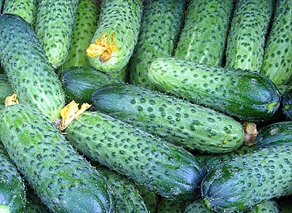 Cucumber Meringue: tlhaloso le ho lema