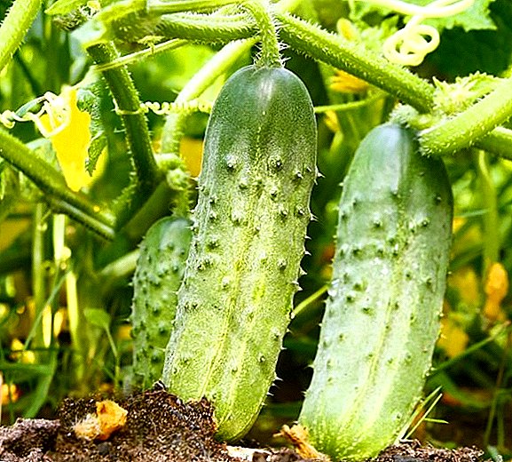 Komkommer "Lente": beskrywing en verbouing