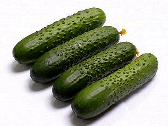 Cucumber "Spino": dabeecadaha, beerashada agrotechnics