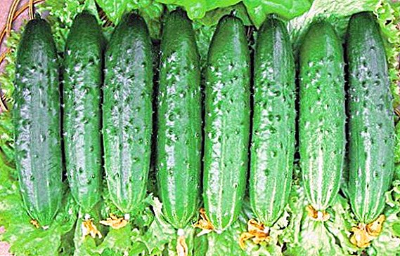 Cucumber "Zozulya": ការពិពណ៌នាអំពីពូជនិង agrotechnics ដាំដុះ