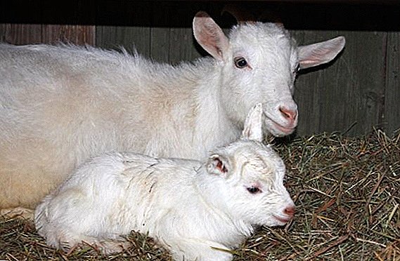 Окота коза: што да правам, особено грижата за децата