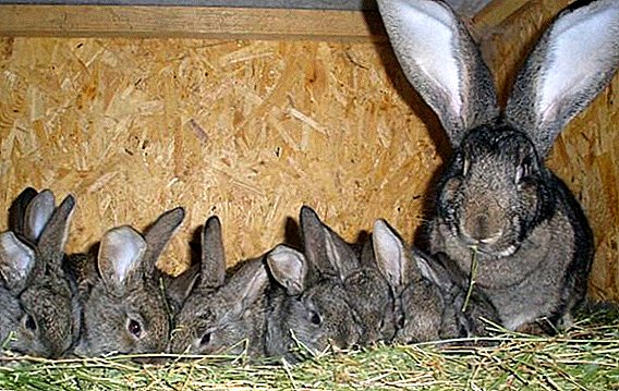 Околу зајаците: правилата на летото и зимата
