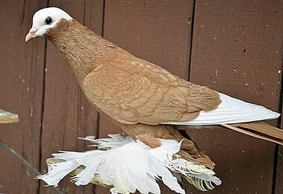 Beskrywing van Armavir kortgeknipte en witkopige duiwe