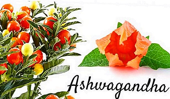 Descrición de Ashwagandha e aplicación das súas propiedades medicinais