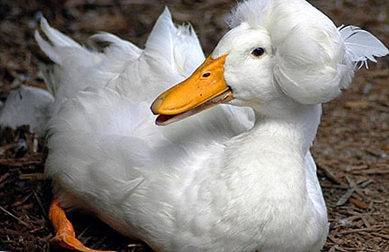 Gambaran bebek jenis putih
