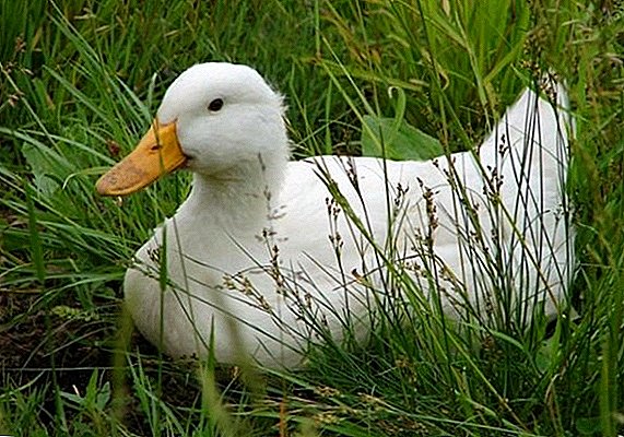 Duck ၏ဖော်ပြချက်အသားစားကြက်မွေးမြူရေးဝတ်ရည်