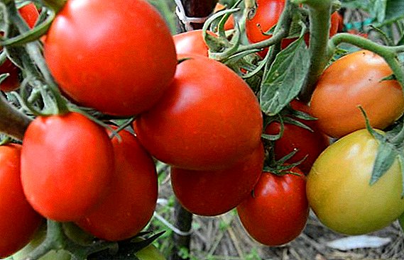 Descrición, fotos, características agrotecnoloxía tomate Rio Grande