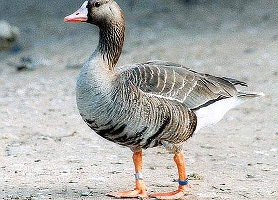 Beschreiwung, Fotoen, Fonctiounen vun de Liewenszyklus vun der wäiss virgeschloen Goose