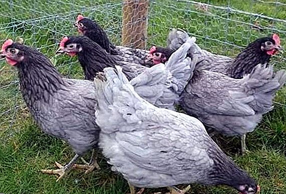 Descrición das razas azuis de galiñas deitadas con fotos