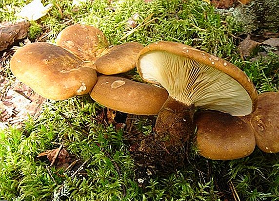 Tlhaloso ea kolobe ea li-mushroom ka setšoantšo