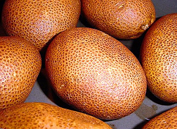 Beskrywing, eienskappe en kenmerke van die plant aartappels variëteite van Kiwi