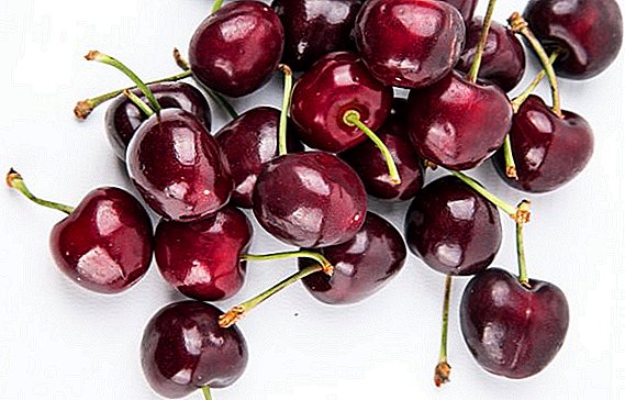 વર્ણનો અને cherries મોટા ફળદ્રુપ જાતો ફોટો