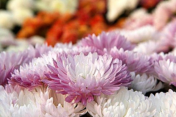 Lýsing og myndir af bestu tegundum kóreska chrysanthemums