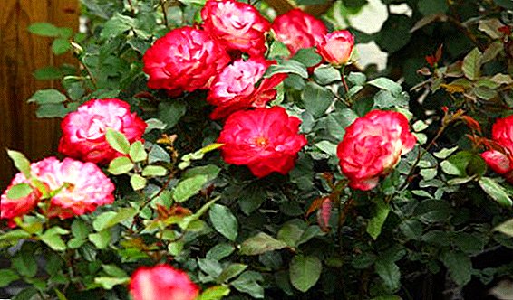 Gambaran lan foto-foto populer varietas mawar patio