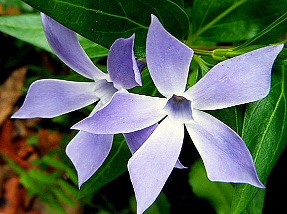 Hōʻike a me nā kiʻi o nāʻano likeʻole a me nāʻano o periwinkle