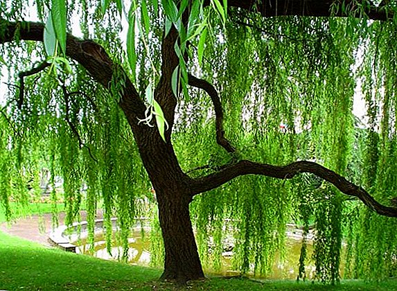 Gambaran lan foto spesies willow sing paling populer