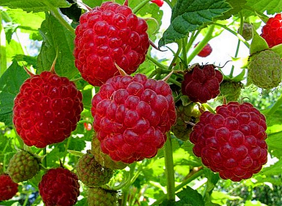 Paglalarawan at mga larawan ng mga maagang, gitna at late ripening raspberry varieties