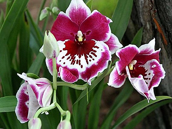 Description ug litrato sa orchid nga mga matang sa Miltonia