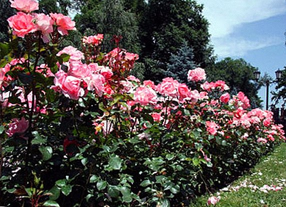 Katerangan sareng karakteristik variétas populér tina taman mawar