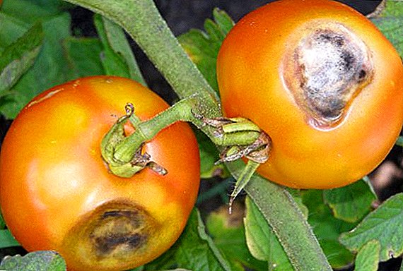 Kufotokozera ndi chithandizo cha Alternaria pa tomato