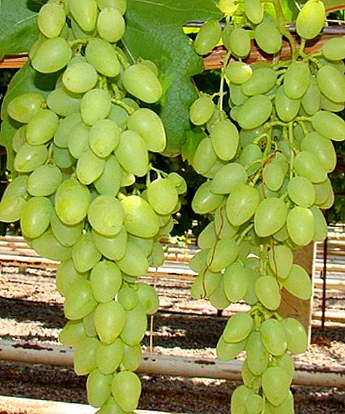 Descrición e características da uva Atritada