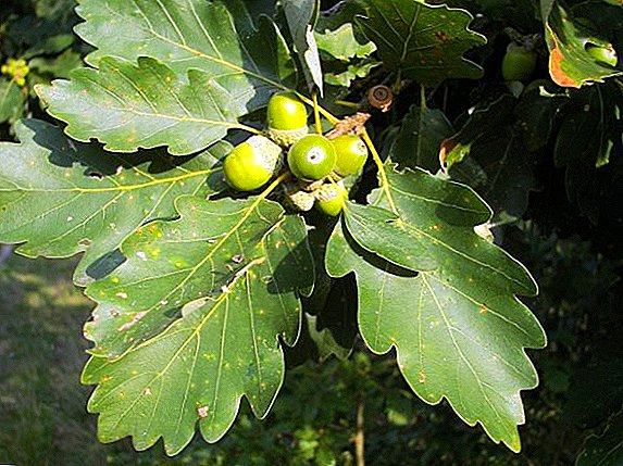 Gambaran lan fitur saka budidaya alas pedunculate (oak biasa)