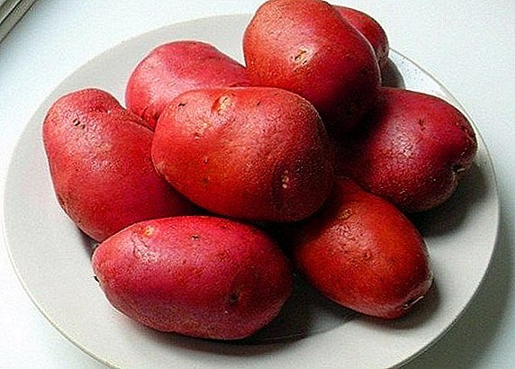 Descrición e características das variedades de pataca en crecemento "Rocco"