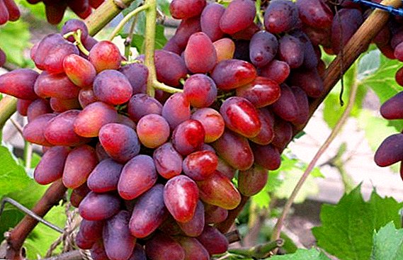 Beskrywing en geheime van suksesvolle verbouing van druiwe "Geboë"