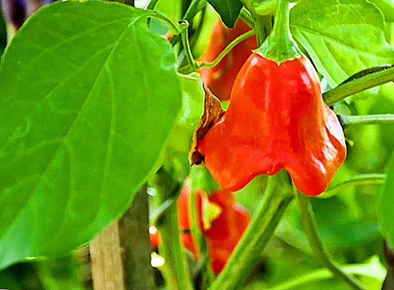 Opis i savjeti za uzgoj paprike Bellflower