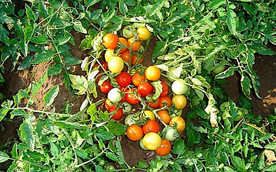 Priskribo kaj kultivado de tomato "Gnomo" por malferma grundo