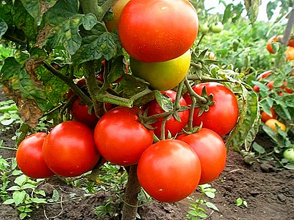 Katerangan sareng budidaya tomat "pipi Beureum" kanggo taneuh anu terju