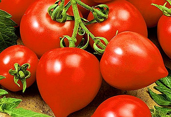 खुल्या जमिनीसाठी टोमॅटोचे "माझे प्रेम" चे वर्णन आणि शेती