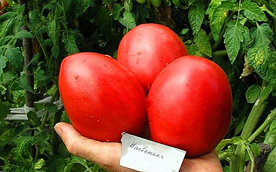 Disgrifiad ac amaethiad tomato "Nastya" ar gyfer tir agored