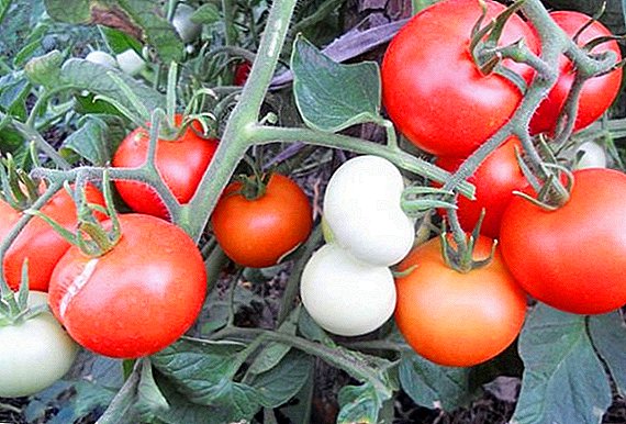 شرح و کشت گوجه فرنگی "Yablonka Russia" برای زمین باز