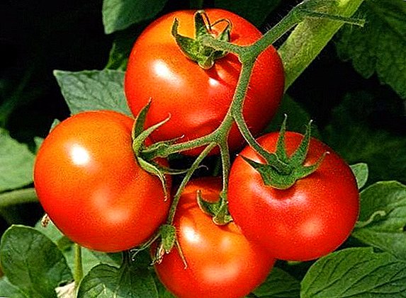 Beschreiwung an Zännpfleeg vun "Volgograd" Tomaten