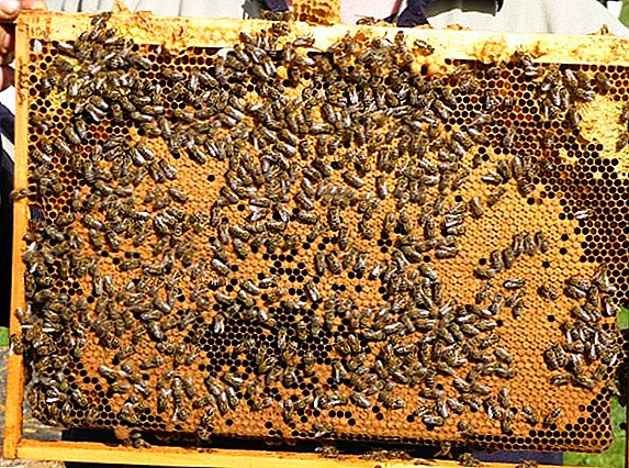 Beschreiwung vun der Rasse vu Bienen an d'Ënnerscheeder tëscht hinnen