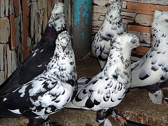Description of breeds Andijan pigeons