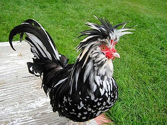 Descrición da galiña "Gudan"