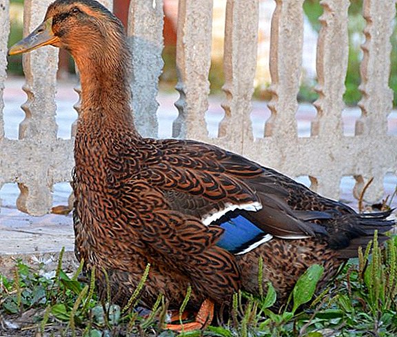 توصیف نژاد اردک روآن