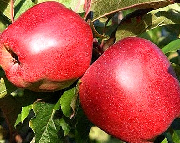 Գլոշերտի խնձորի ծառի նկարագրությունը, տնկումը եւ հոգատարությունը