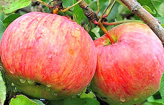 दालचिनी पट्ट्या घालणे सफरचंद वर्णन, लागवड आणि काळजी
