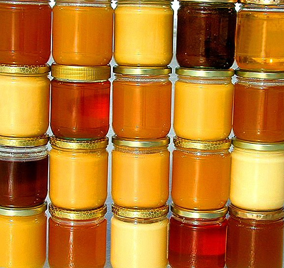 Përshkrimi i llojeve të zakonshme të mjaltit
