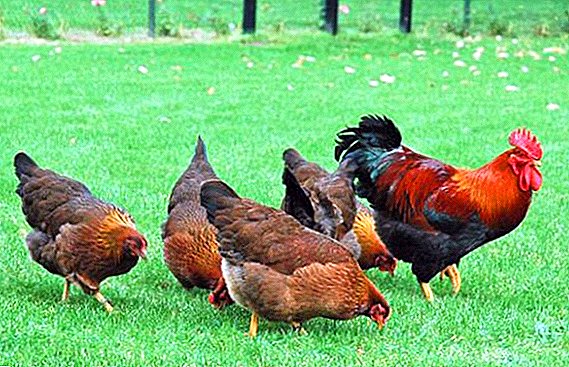 Organic poultry farming at organikong manok: konsepto
