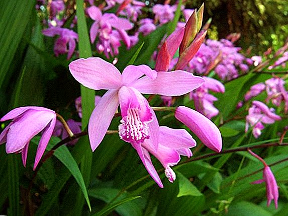 Bletilla Orchid: ny zavatra tokony ho fantatrao momba ny fikarakarana sy fikarakarana