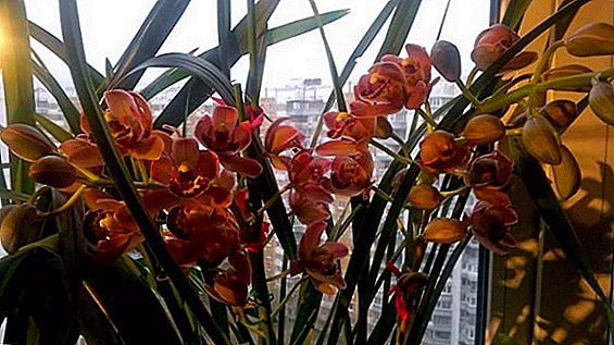 Orkidea Cymbidium, lore zaintzeko arauak leiho gainean