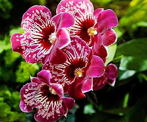 Miltonia Orchid: damezirandin, lênêrîn, diranan, veşartinê